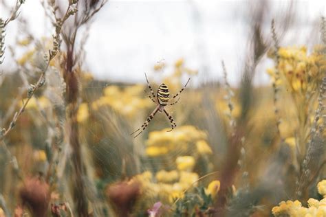 The Invasion Of The Joro Spider What You Need To Know The Texas Insider