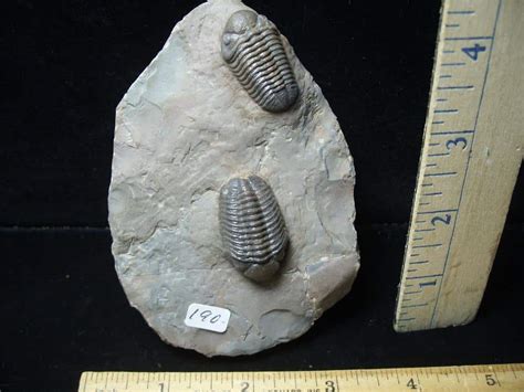 Fossilized Trilobites Phacops F The Stones Bones Collection