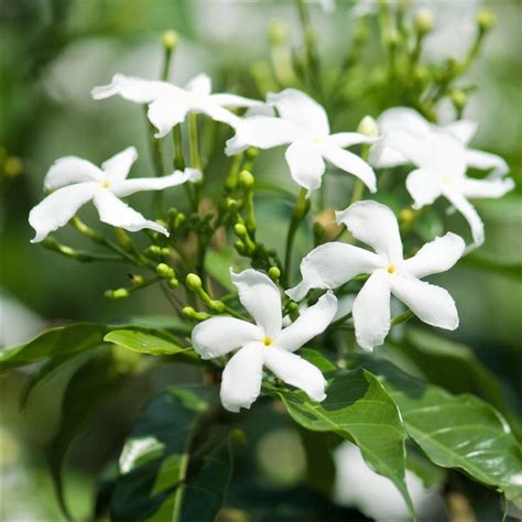 Jasmine Flower Plant