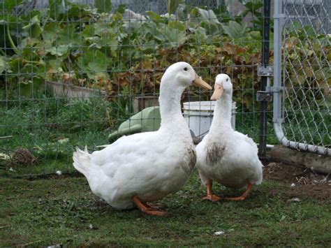 Aylesbury Duck - The Livestock Conservancy