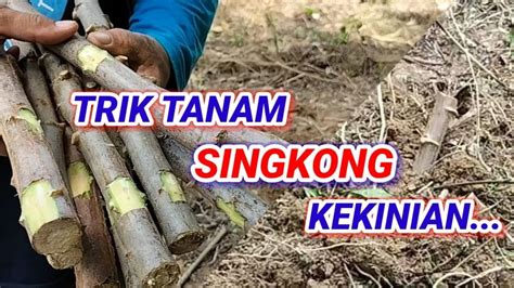 CARA MENANAM UBI KAYU SUPAYA LEBAT UMBINYA YouTube