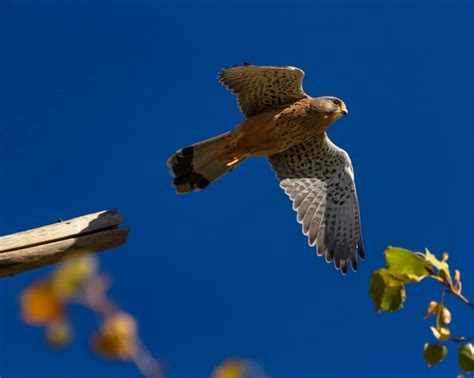 Premium Photo European Eurasian Common Or Old World Kestrel Falco