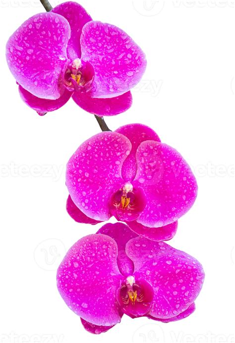 Pink Phalaenopsis Orchid Flower Isolated With Clipping Path 10793981 Png