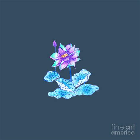 Blue Lotus Drawing by Alessia Green