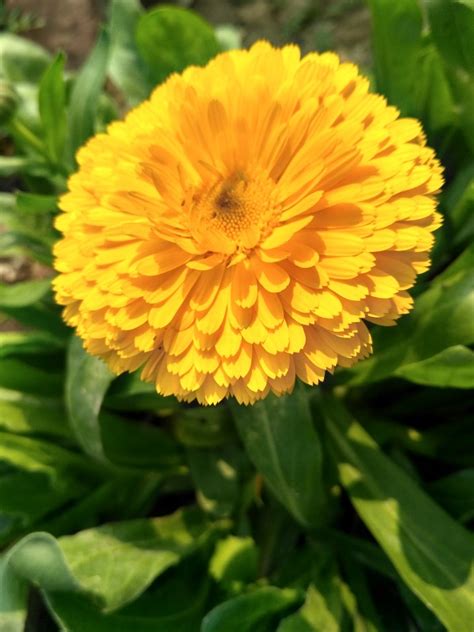 Pot Marigold Santana Ruddles Common Marigold Scotch Marigold Garden Seeds Market Free