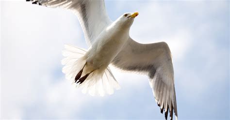 Types of Seagulls | eHow UK