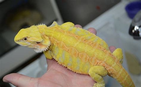 22 Types Of Bearded Dragon Morphs And Colors With Pictures