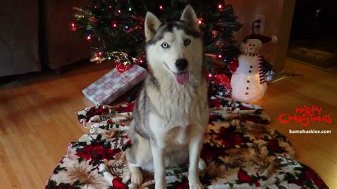 Christmas Siberian Husky Pictures – Siberian Husky Puppies For Sale