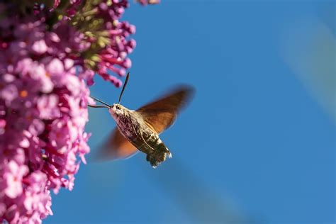 Flying Brown Moth Hummingbird Hawk Moth Insect Wing Fly Flower