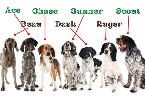 Hunting Dog Names for Hounds and Other Pups - PetsTime