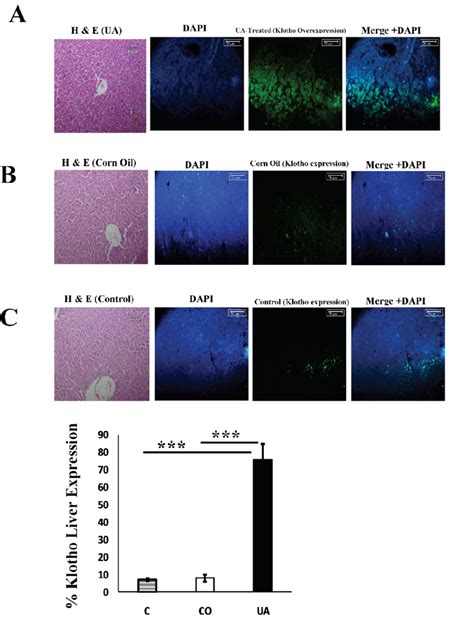 Ua Enhances Anti Aging Protein Klotho In Aged Mice Liver Expression Of