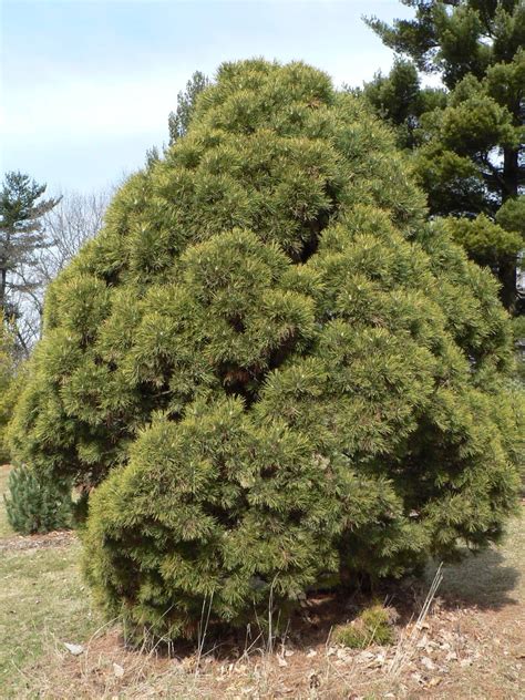 Dwarf Pine Trees For Landscaping | How To Grade Landscape