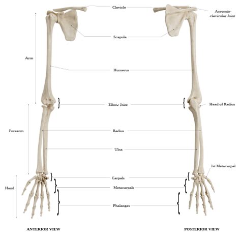 Upper limb bones | Doc Jana