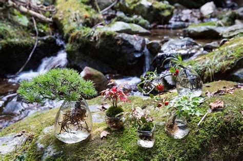 Aqua Bonsai, Bonsai growing in water | Aquaponics, Aquaponics system ...