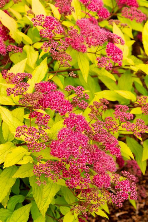 Spirea 'Goldflame' Garden Shrubs, Landscaping Plants, Garden Plants ...