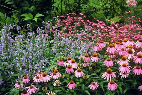 Echinacea Purpurea Companion Plants That Will Make Your Garden Pop Oge