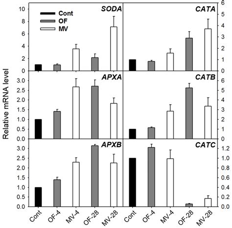 Expression Of Genes Encoding The Ros Scavenging Enzymes In Rice Plants