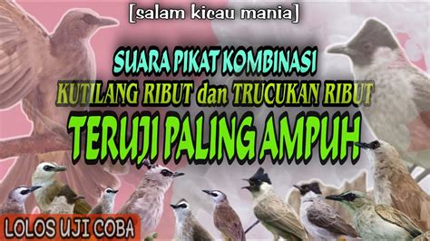 Suara Pikat Burung Trucukan Dan Burung Kutilang Ribut Paling Ampuh