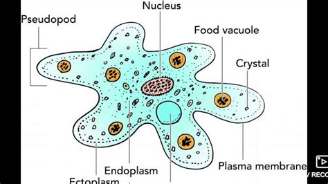 Day Digestion In Amoeba Youtube