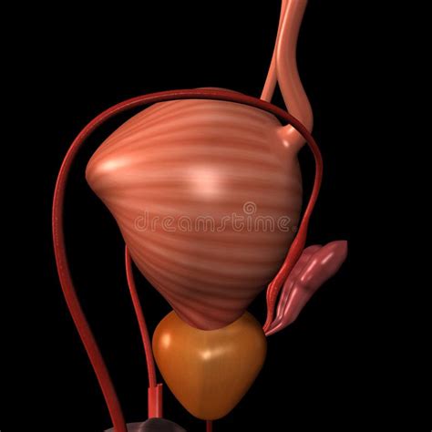 Human Male Reproductive System Urinary Bladder Stock Illustration