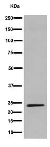 Anti Lhfpl Epr C Terminal Ab