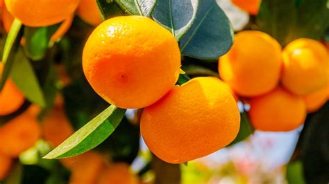 How To Plant Grow And Care For Calamondin Orange Trees