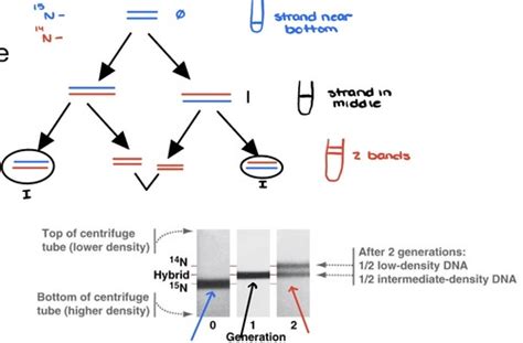 Cell And Molec Biology Chapter 3 Fundamentals Of Molecular Biology