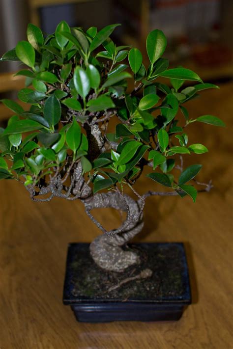 Ficus Benjamina Bonsai A Guide To Care And Maintenance In 2023 H2 Gen