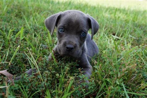 Cane Corso Italian Mastiff Puppies for Sale in Easley, South Carolina ...