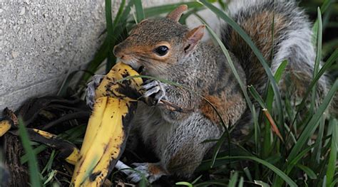 Voici Pourquoi Il Ne Faut Pas Jeter Sa Peau De Banane Ou Son Trognon