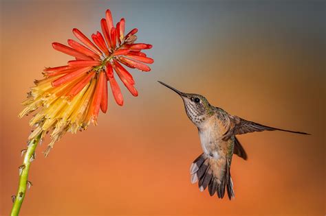 Download Flower Bird Animal Hummingbird Hd Wallpaper