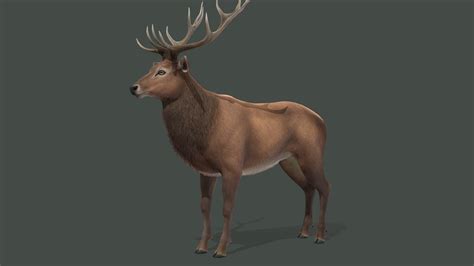 Red Deer Animations Buy Royalty Free 3d Model By Reddeer Billl90