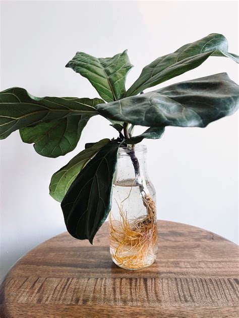 How To Propagate A Fiddle Leaf Fig Cutting Life Love Larson