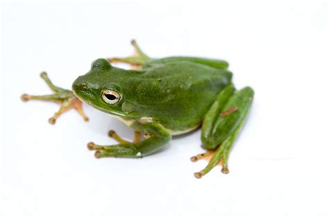 Frog - American Green Tree Frog Information for Kids