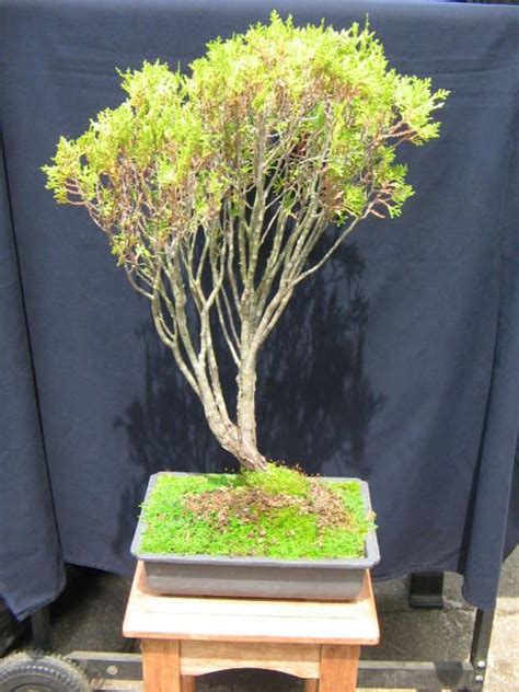 Arborvitae Thuja Occidentalis Bonsai Tree By Buckscountybonsai 8500