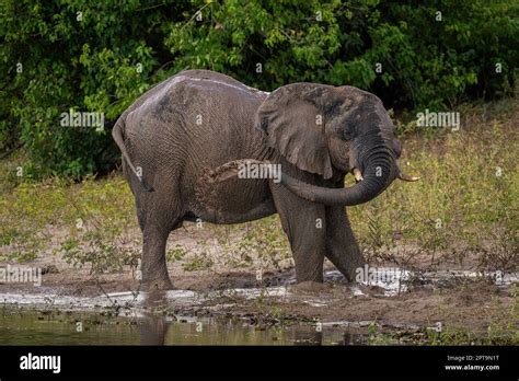 African Elephant Squirting Muddy Water Over Back Stock Photo Alamy