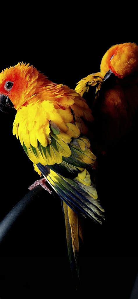 parrot iPhone Wallpapers Free Download