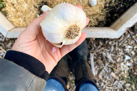 How To Grow Great Hardneck Garlic Fall Planting Guide From Soil To Soul