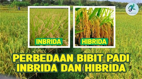 Perbedaan Bibit Padi Inbrida Dan Hibrida Youtube