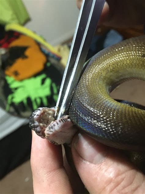 Help with Mouth Rot - All Reptiles - MorphMarket Reptile Community