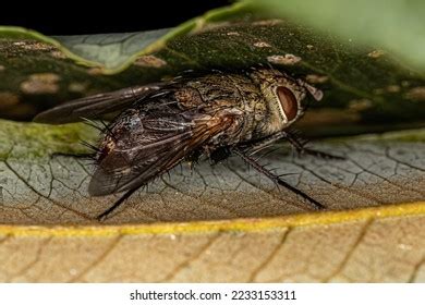 378 Brachyceran Fly Images Stock Photos Vectors Shutterstock