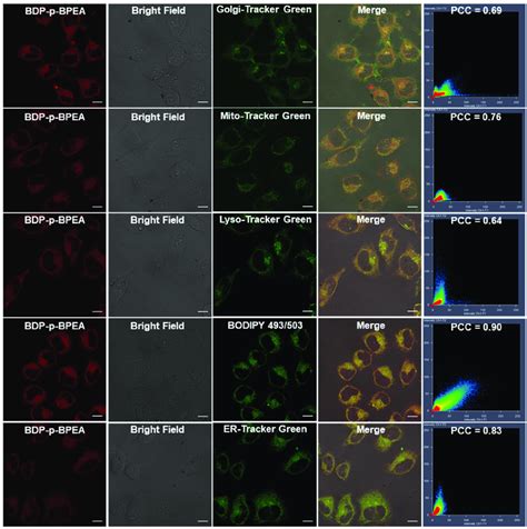 The Colocalization Experiment Of Bdp P Bpea With Mito Tracker Green