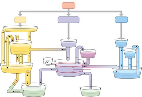 Summary of metabolism Diagram | Quizlet