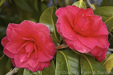 Camellia Prince Eugene Napoleon Photo At Pictures Of Plants Stock Image