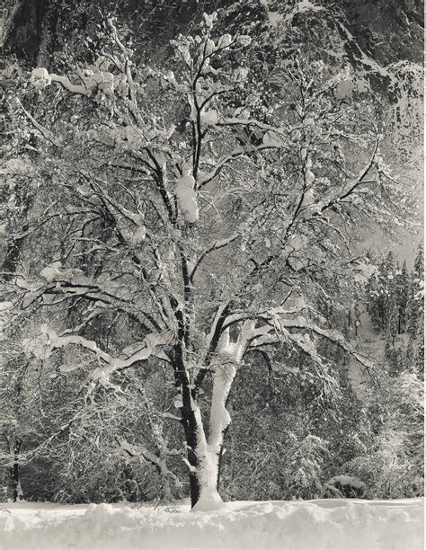 ANSEL ADAMS (1902-1984) , Oak Tree, Winter, Yosemite, c. 1948 | Christie's