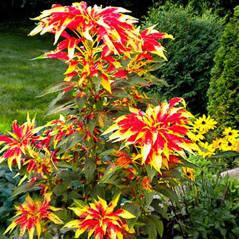 Amaranthus Gangeticus Illumination