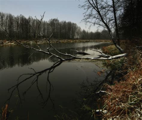 Fondos De Pantalla Rboles Paisaje Bosque Lago Naturaleza