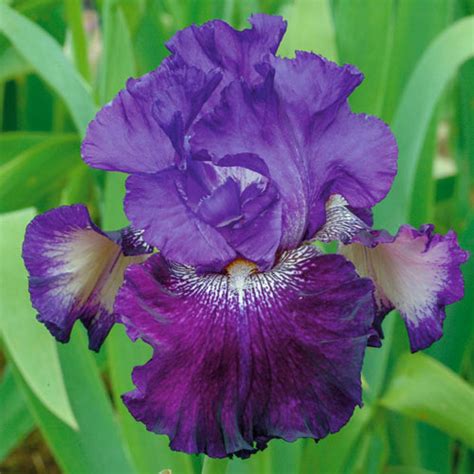 Fiddlin Around Reblooming Bearded Iris Buy Online Breck S