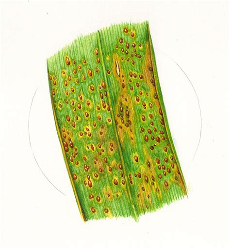 Fungal Diseases of Wheat Crops - Lizzie Harper