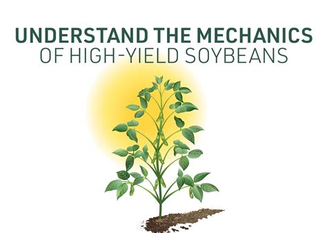 Understand The Mechanics Of High Yield Soybeans The Scoop